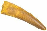 Fossil Spinosaurus Tooth - Real Dinosaur Tooth #361276-1